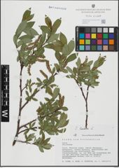 Foto von Salix hastata L.